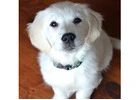 White Golden Retriever Puppies Indiana – Loving and Playful Family Companions