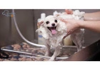 Luxury Pet Grooming Services: Expert Cat & Dog Care at Your Door