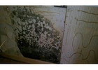 Mold Inspection and Removal Charleston SC