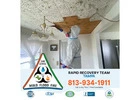 Mold Cleanup Solutions in Gulfport
