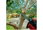 Tree Pruning Cost in Melbourne Professional Pricing You Can Trust