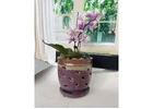 Orchid Pot for Sale: Quality Pots Designed To Support Strong Orchid Growth