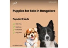 Ethical Yorkshire Terrier Puppies for Sale in Bangalore | Healthy Home-Raised Pups by Aubree.co.in