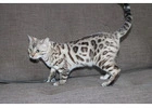 Leopard-Pattern Bengal Cats Available in Charlotte
