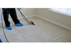 Reliable Carpet Cleaning Services in Southeastern Michigan