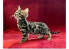 Marble Bengal Cat Price Guide – Exotic Beauty