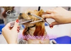 Professional Pet Grooming at Home - Book Your Slot Today!