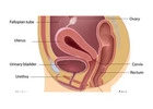 Consult a Skilled Female Urologist in West Delhi Today