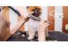 Professional Pet Grooming Home Service | Expert Care at Your Door