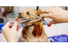 Doorstep Pet Grooming Dubai | Convenient & Stress-Free