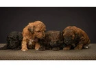 Starting Life with Goldendoodle Puppies