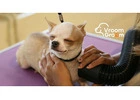 Book Dog Grooming Services Today — Trusted Local Groomers